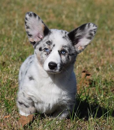 Pedigree corgi outlet puppies for sale